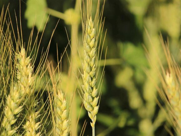  Flours & Swallow Alternatives